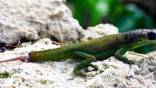 How Lizard Tails Could Help Scientists Study Human Limb Regeneration